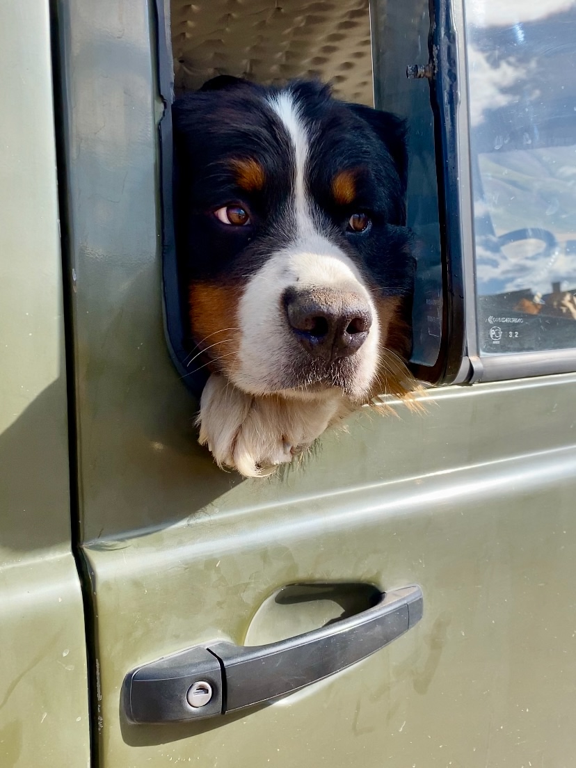 С питомцем на Укок. (14/37)