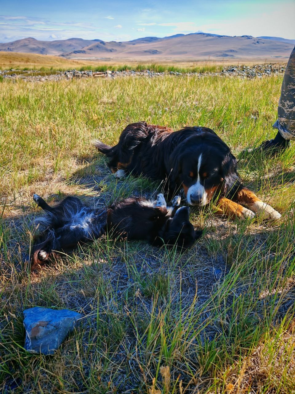 С питомцем на Укок. (5/37)