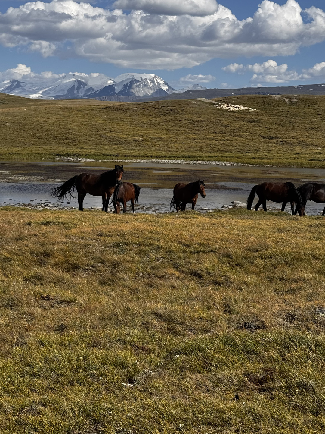 С питомцем на Укок. (17/37)