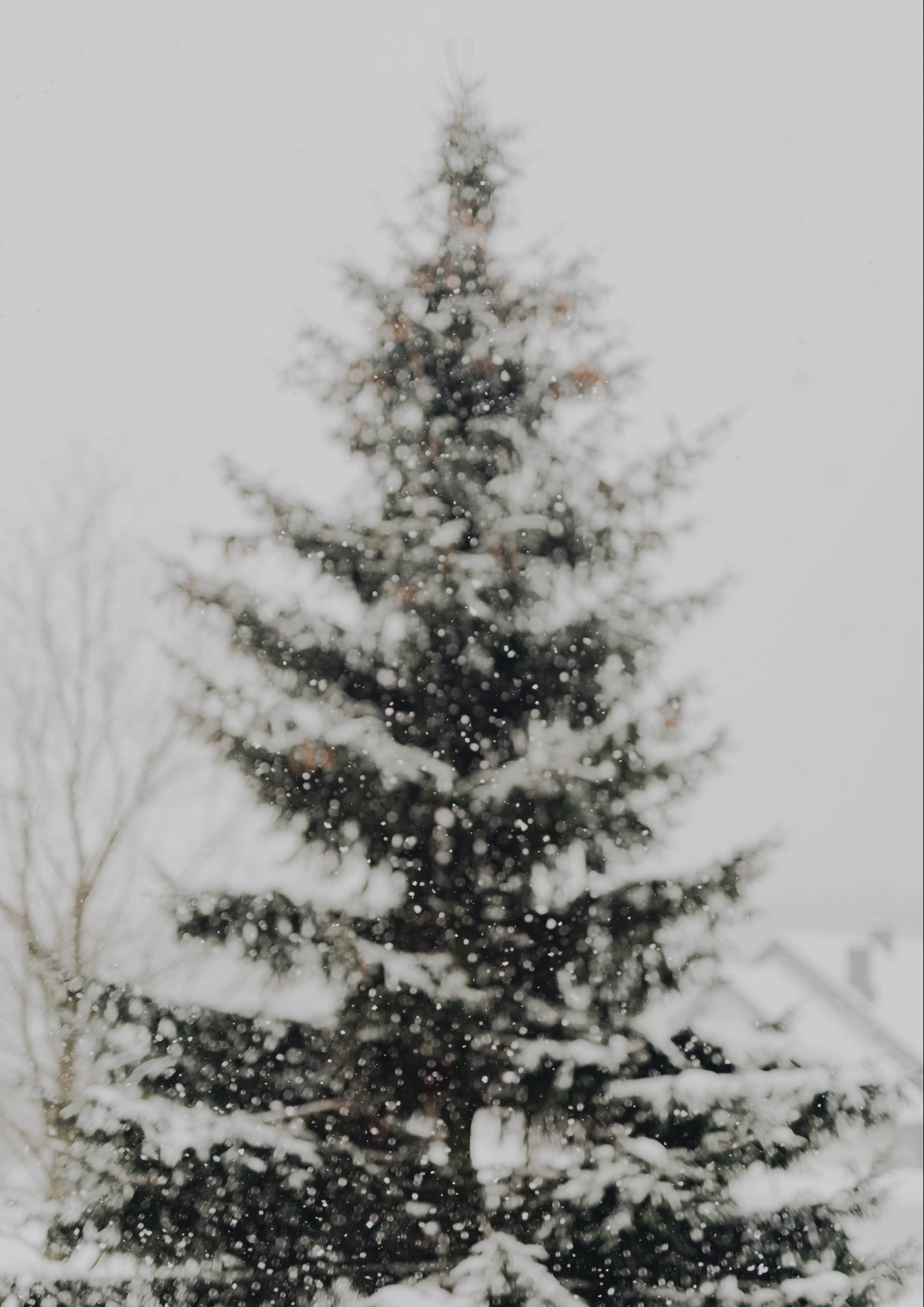 Сванетия -  снег по колено и башни до неба. Горнолыжный тур (6/40)