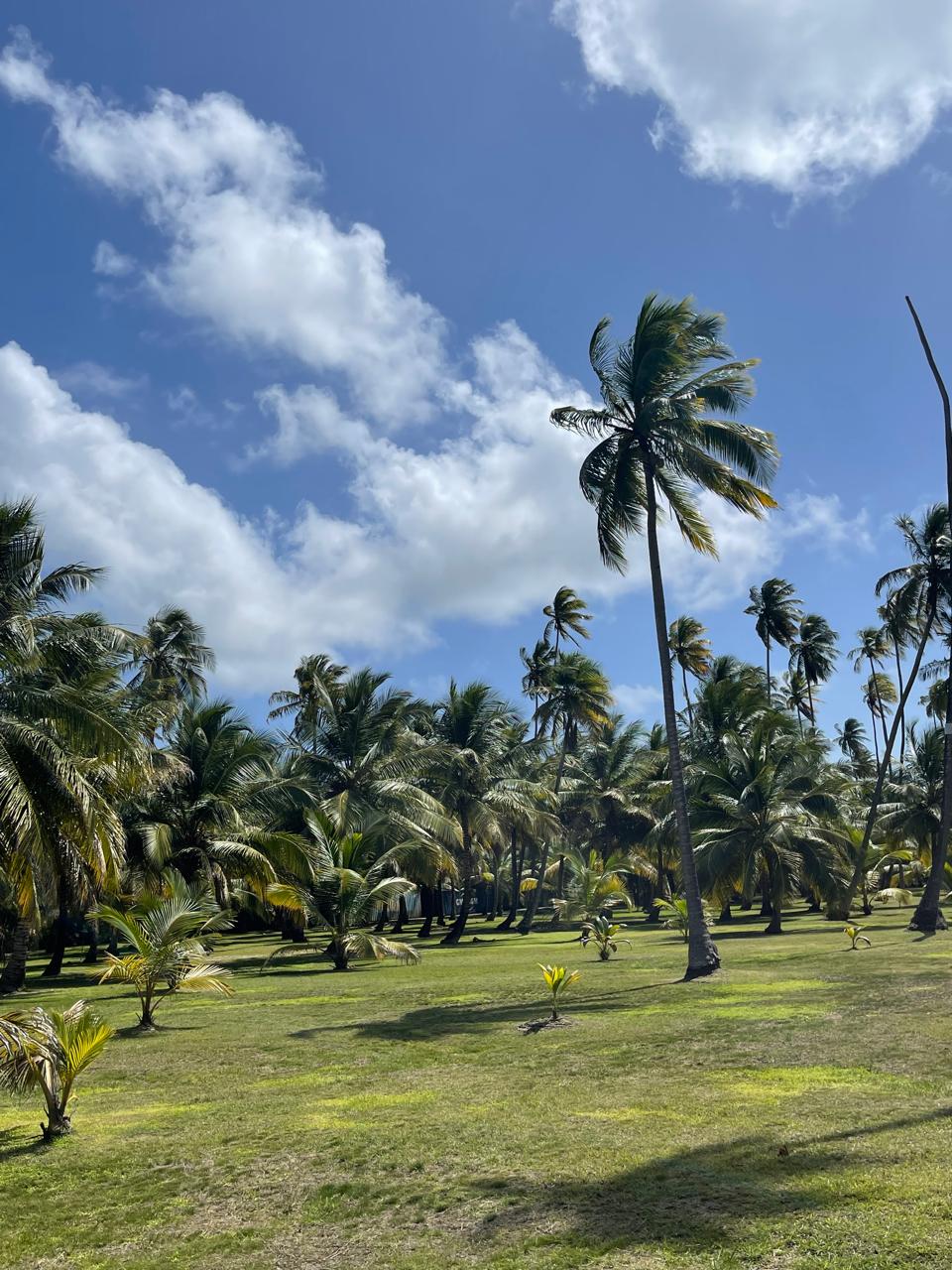 Карибы под парусами - Мартиника! (20/25)