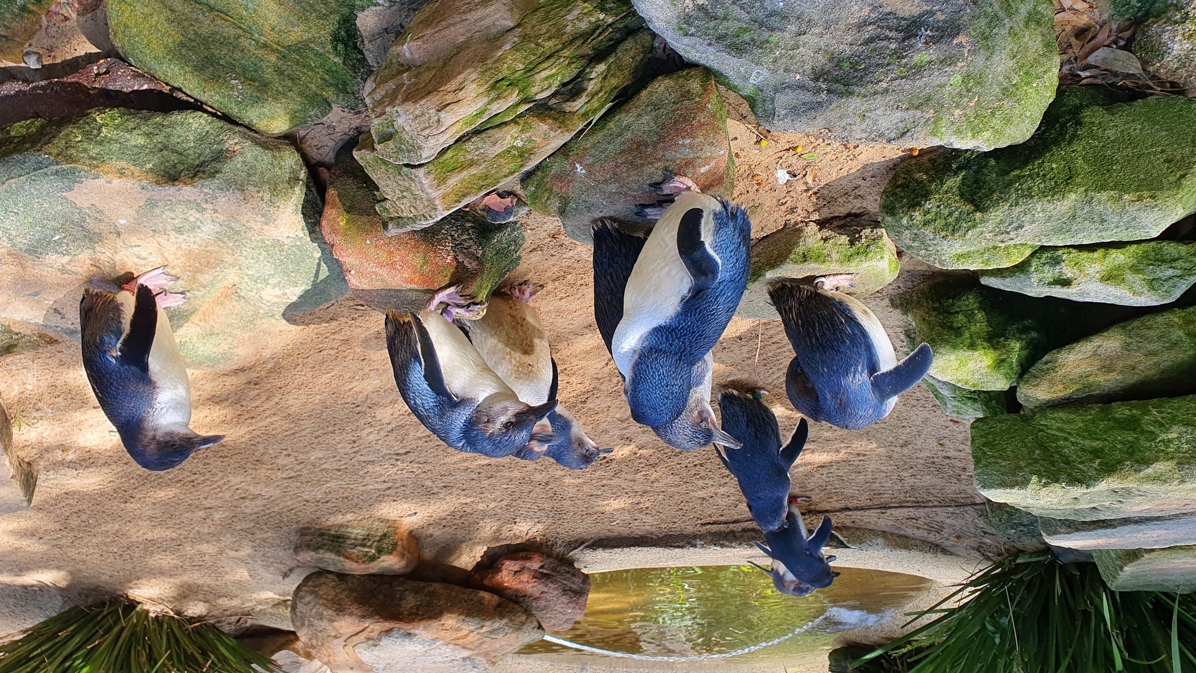 Люксовый частный тур в Голубые Горы из Сиднея (7/13)