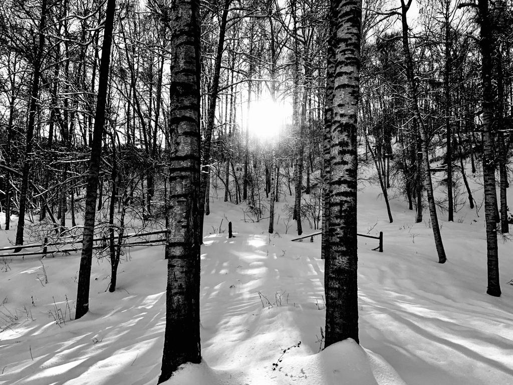 Берёзовая роща  и дегустация казахстанского вина