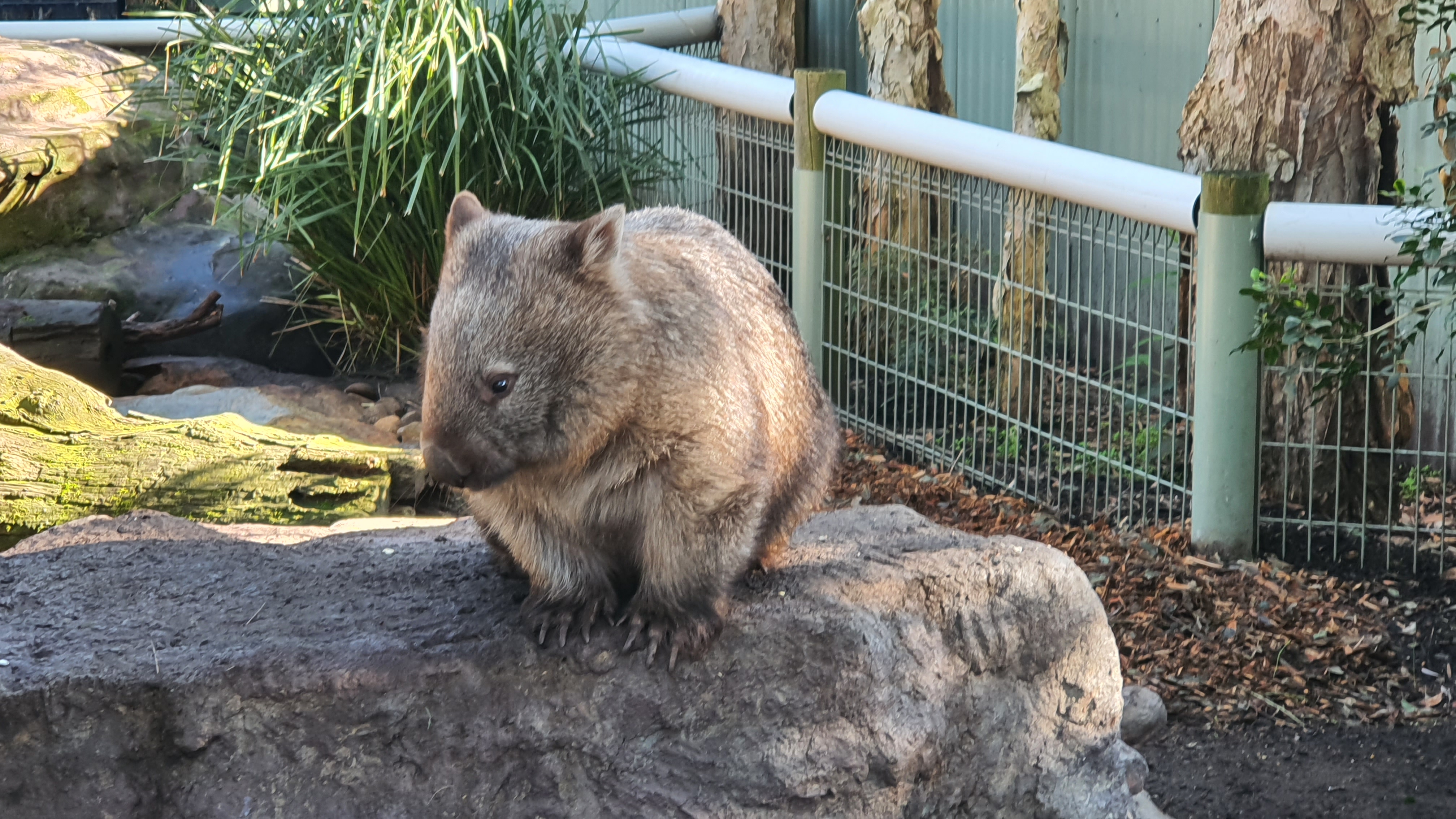 Люксовый частный тур в Голубые Горы из Сиднея (8/13)