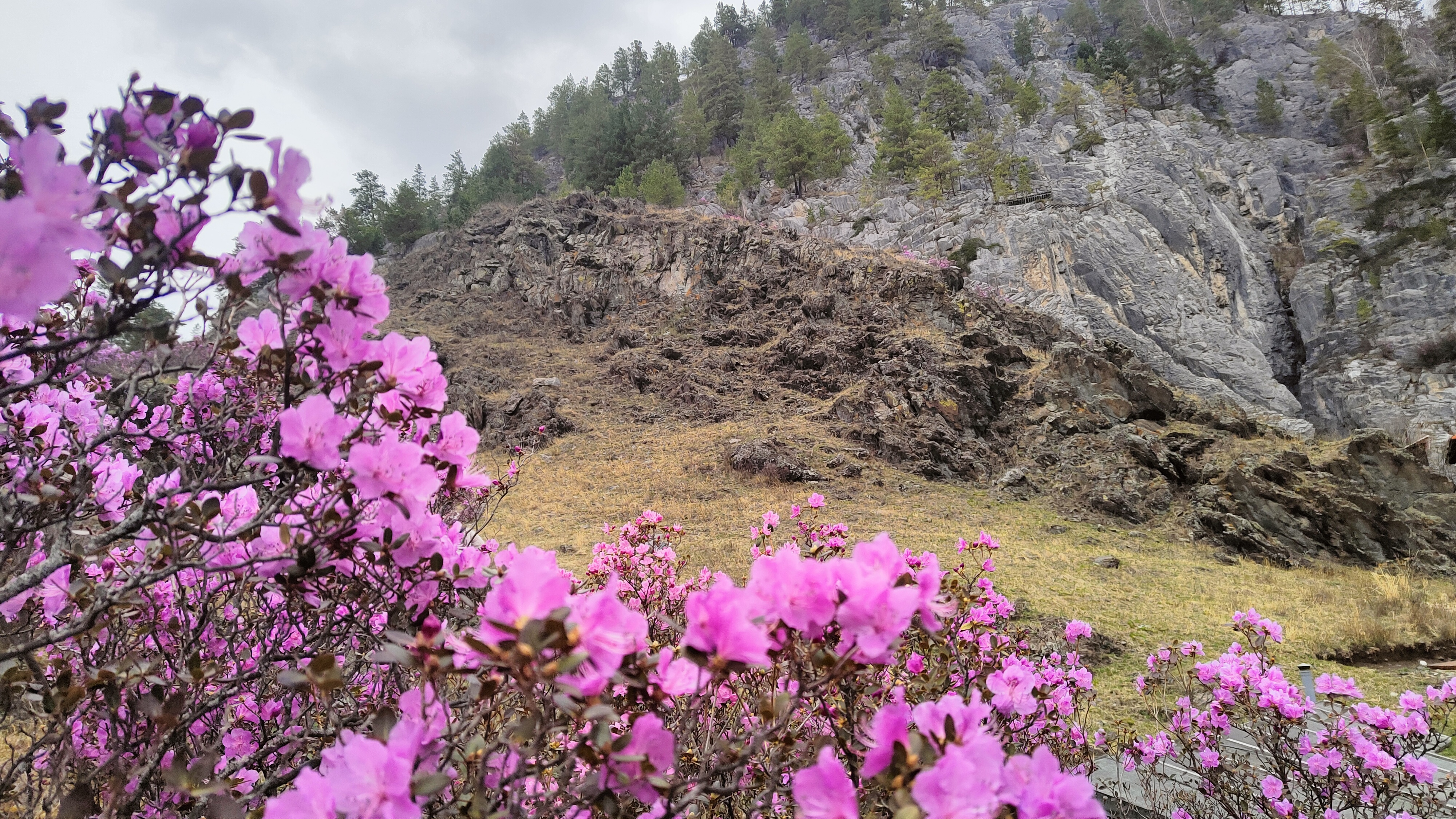 Цветение Маральника в Горах Алтая. (8/27)