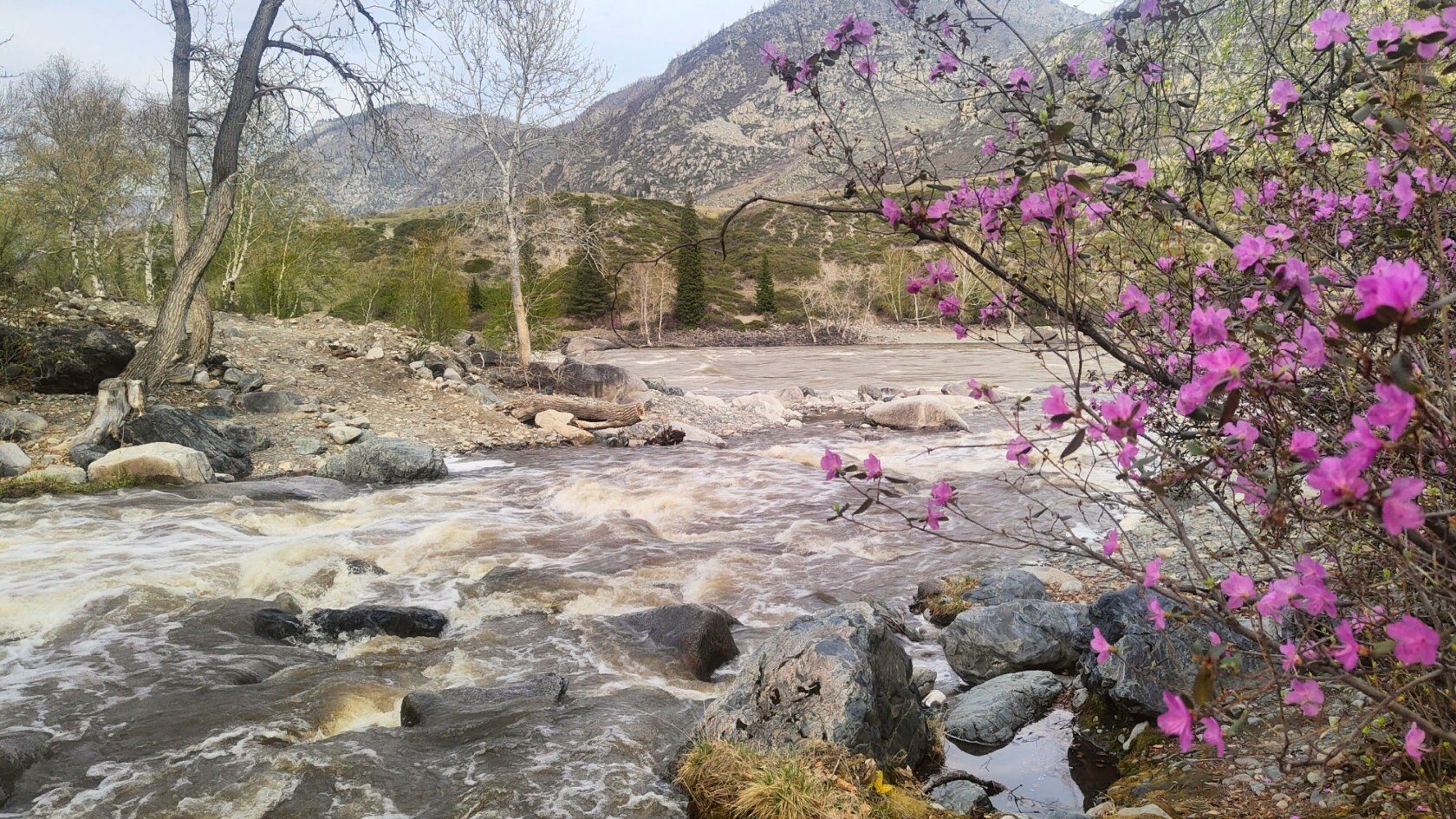 Цветение Маральника в Горах Алтая. (11/27)