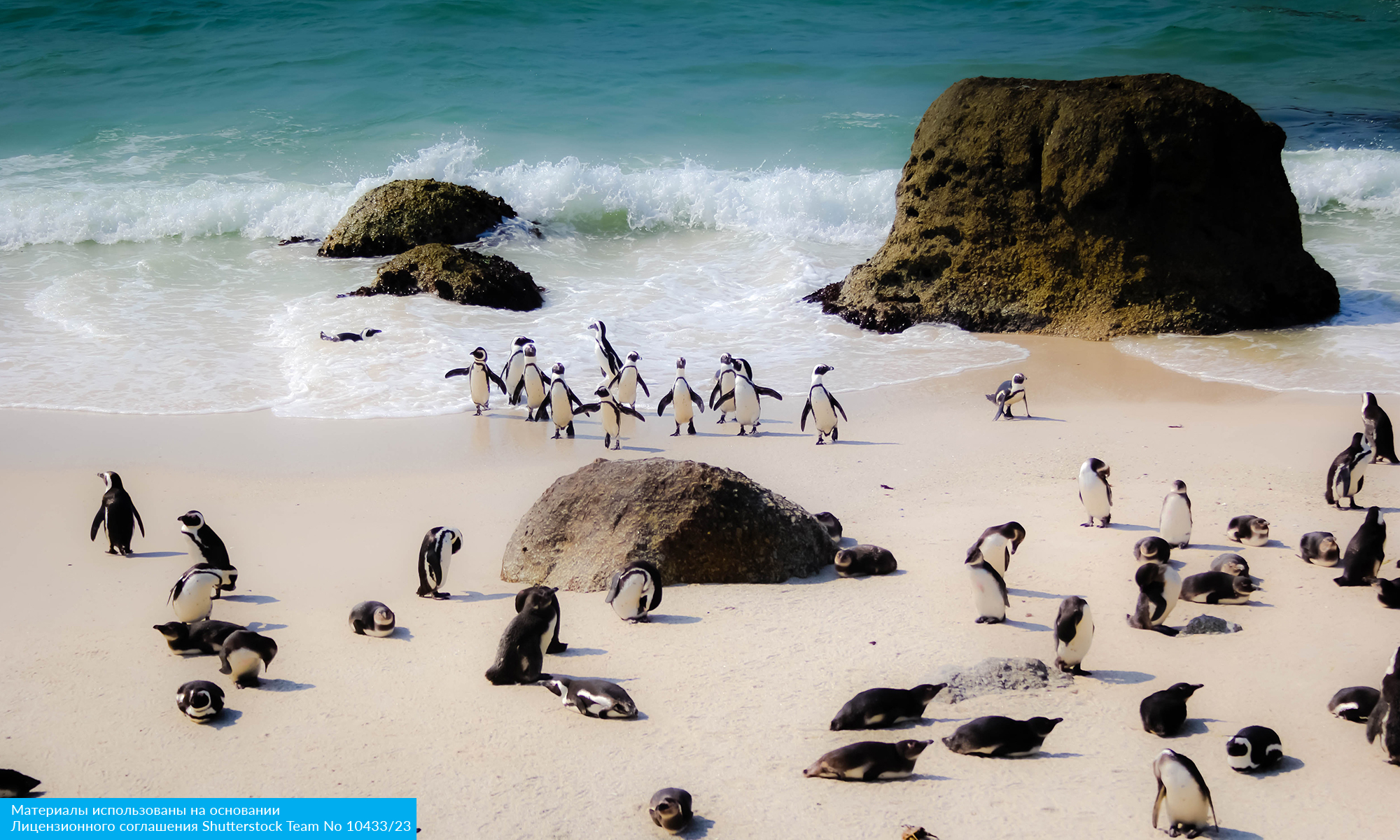Юар: Кейптаун, 2 океана, сафари, Найсна и миграция китов (10/15)