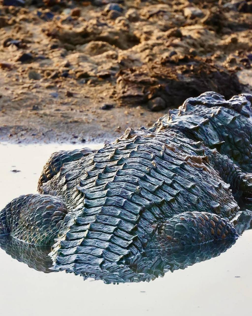 Элла и сафари в парке Яла (12/20)