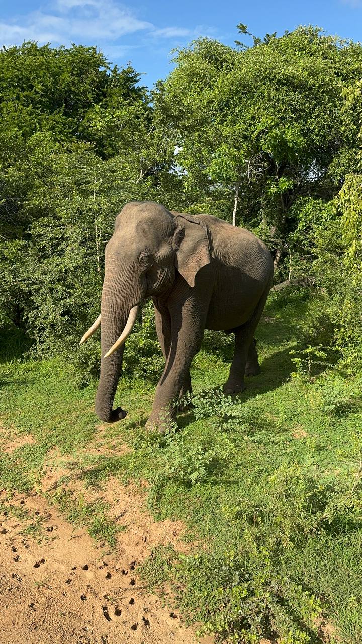 Элла и сафари в парке Яла (14/20)