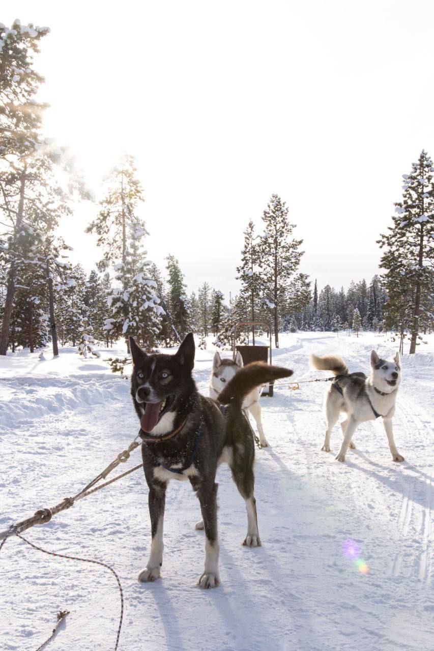 Поймай свое сияние: Териберка, киты и настоящий север (комфортные условия проживания) (25/34)