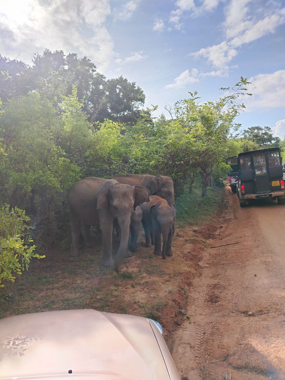 Элла и сафари в парке Яла (20/20)