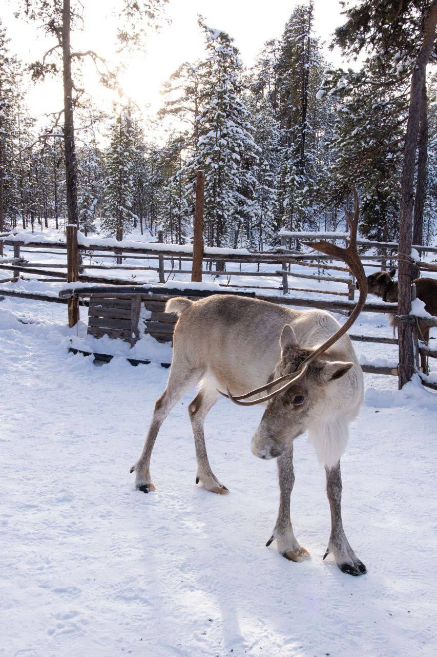 Поймай свое сияние: Териберка, киты и настоящий север (комфортные условия проживания) (22/34)