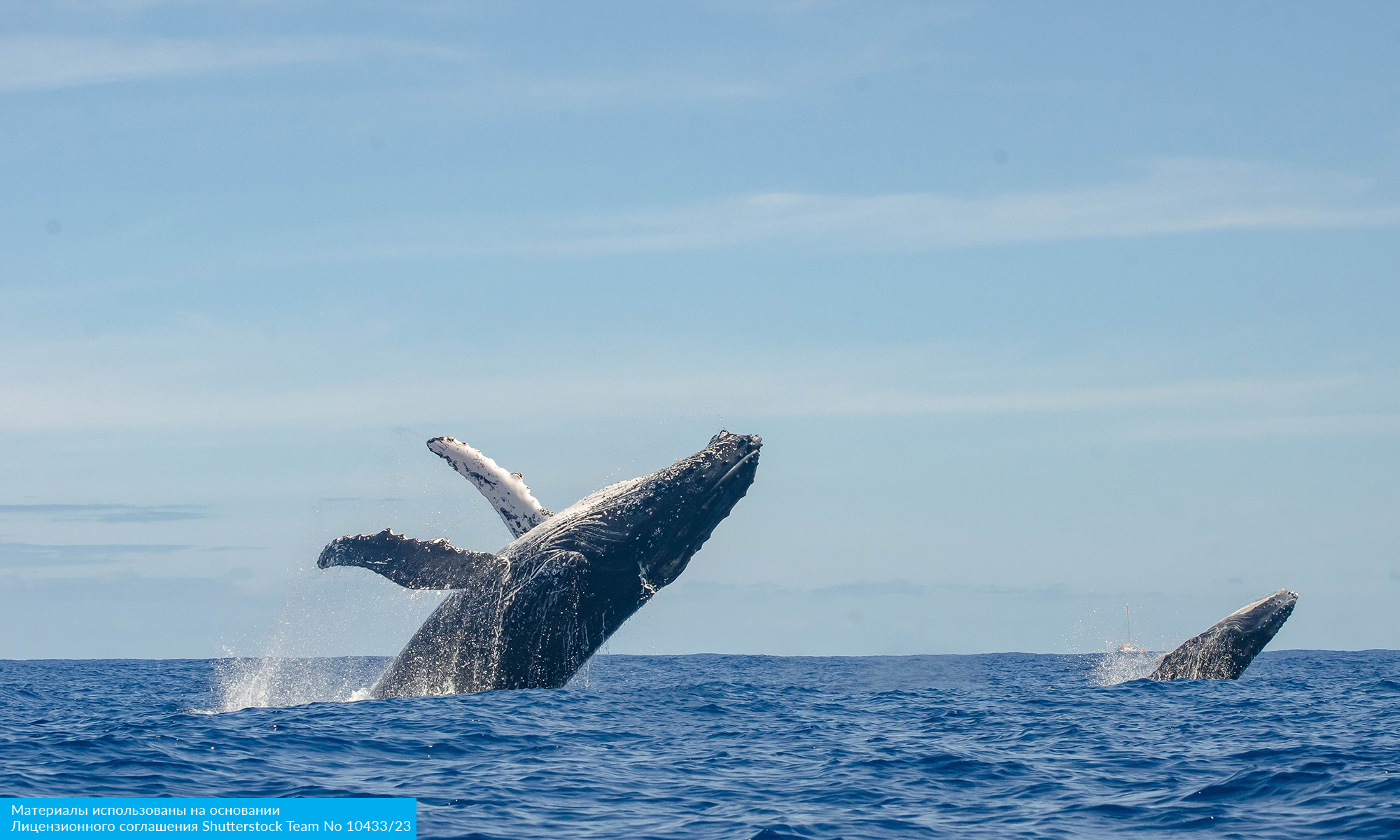 Юар: Кейптаун, Мыс Игольный, сафари, Канго и миграция китов (14/14)