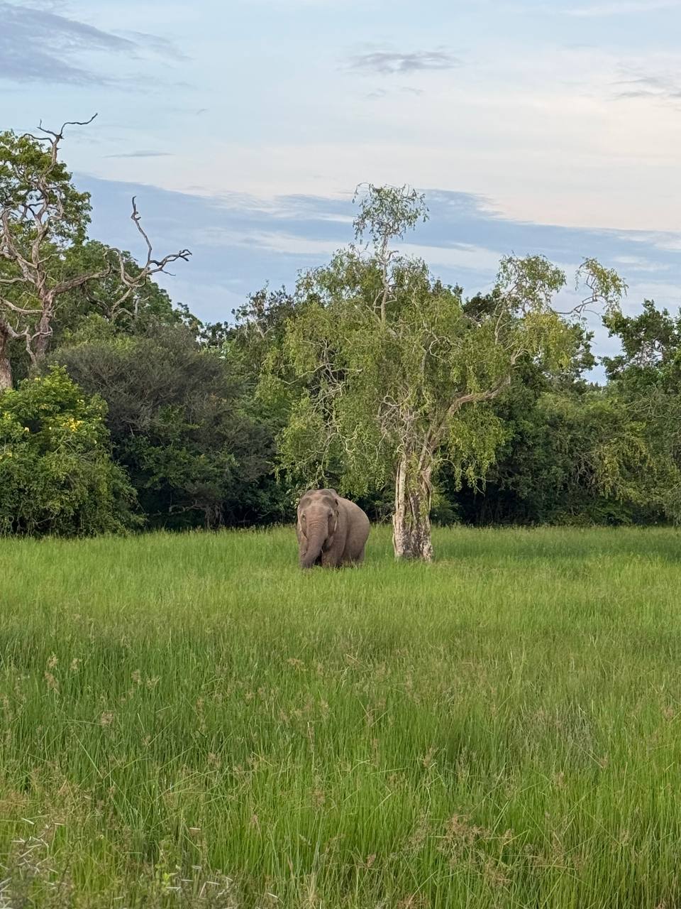 Элла и сафари в парке Яла (17/20)