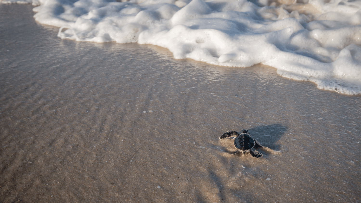 Манящий Оман (5/9)