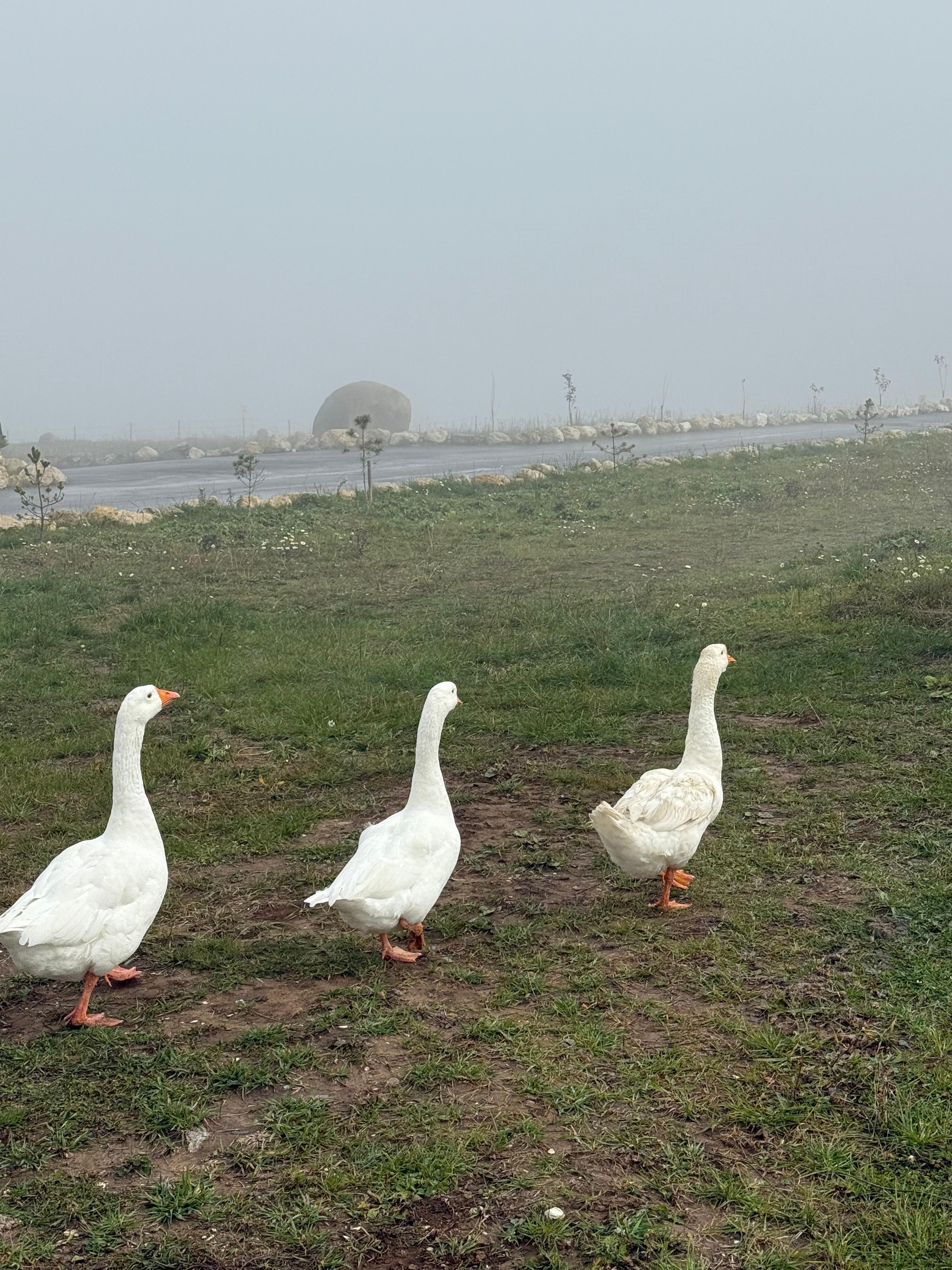 Открывая Дагестан: за три дня к сердцу Кавказа (Все Включено) (72/107)