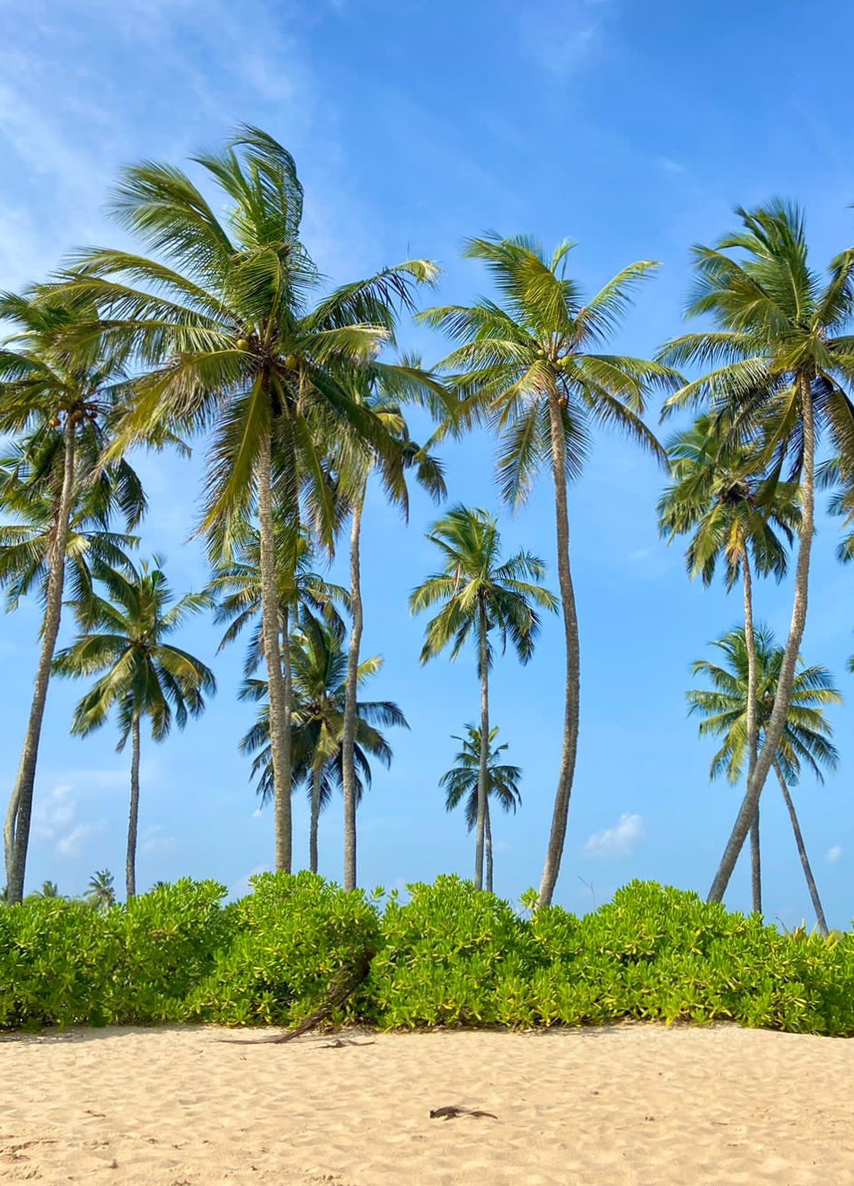 Йога-тур на Шри-Ланку 12 дней (12/30)