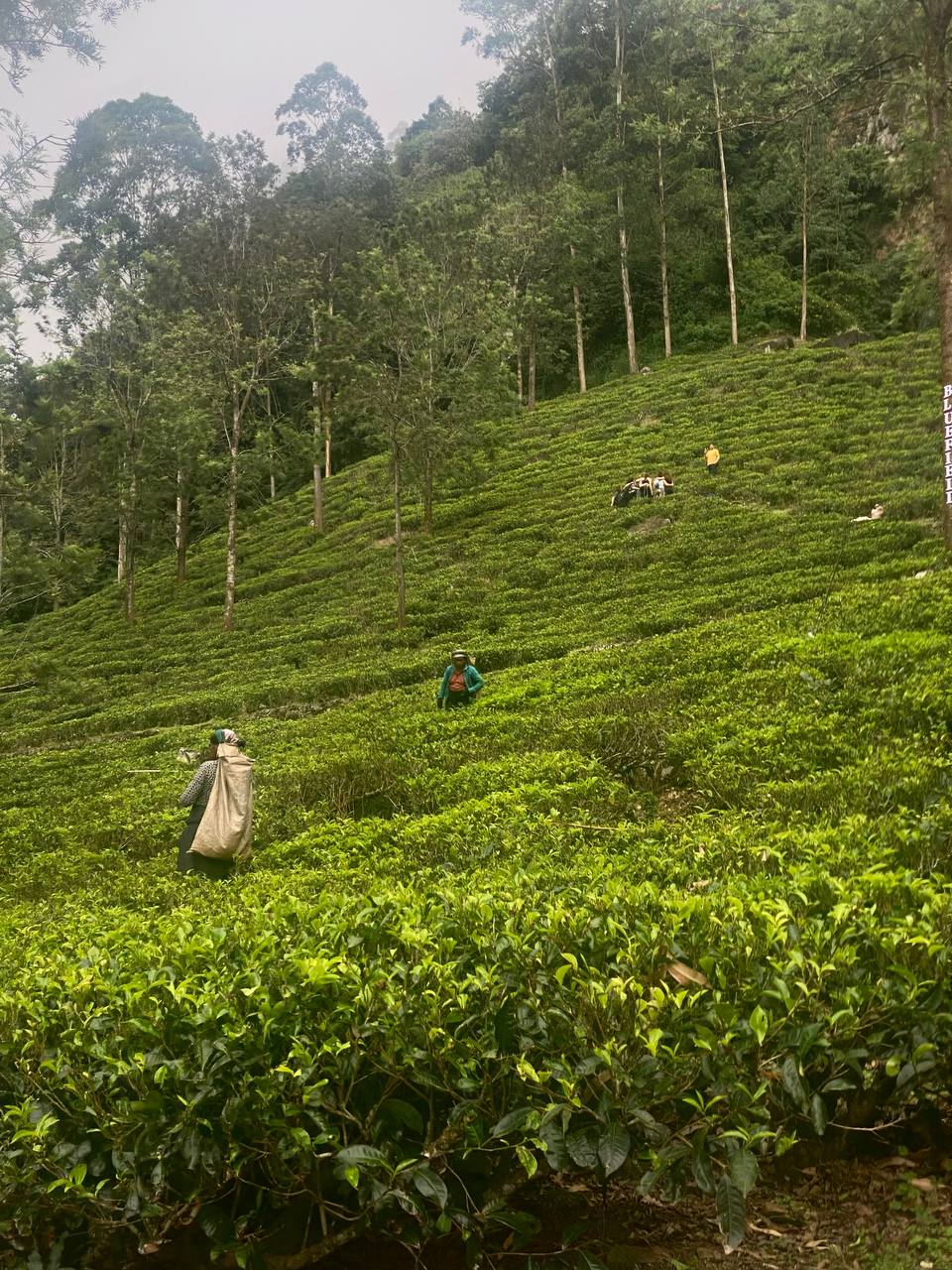 Индивидуальная экскурсия Элла и Ravana pool club (5/12)