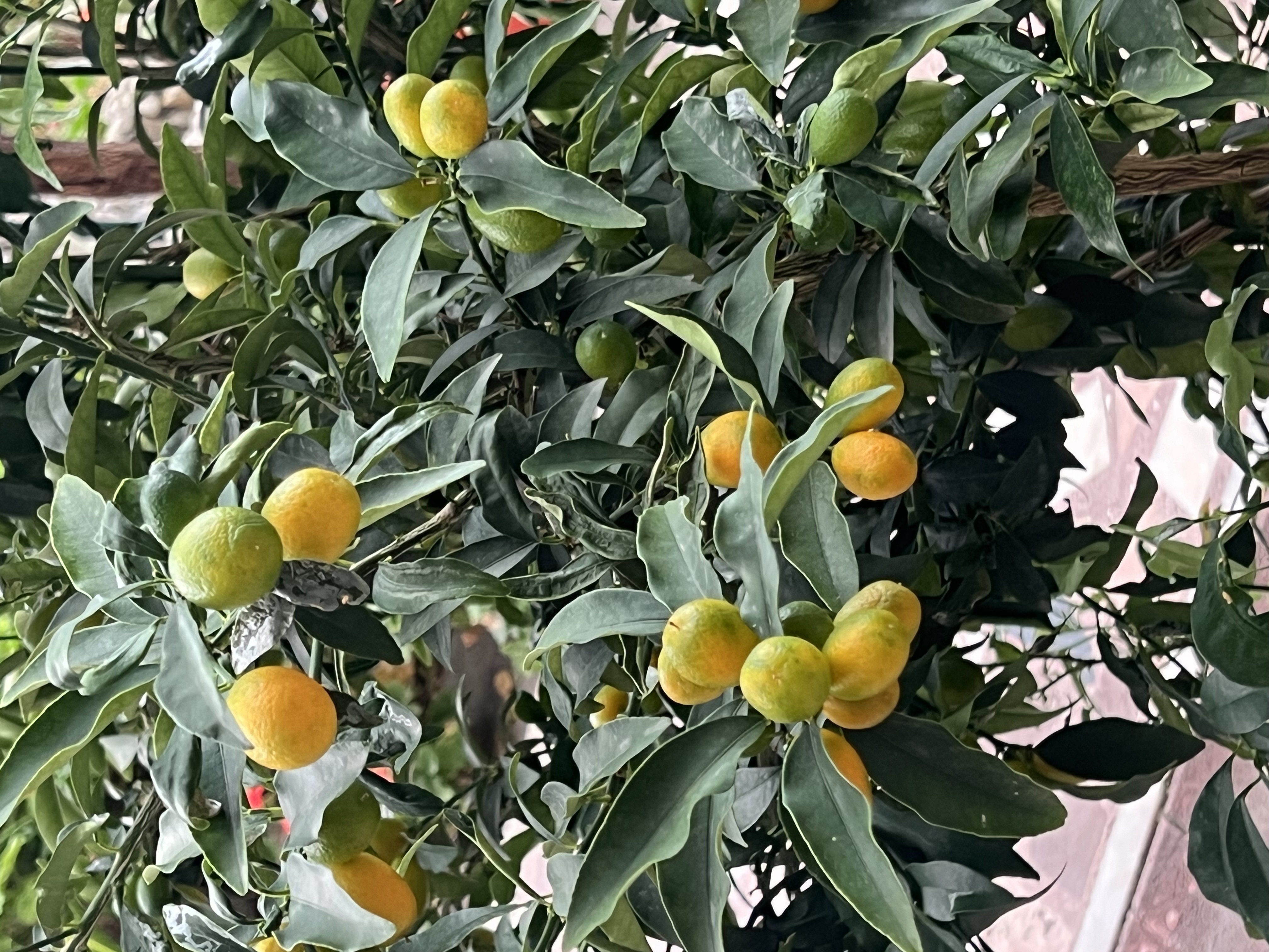 Ликийская тропа с комфортом (Восточная часть) (33/55)