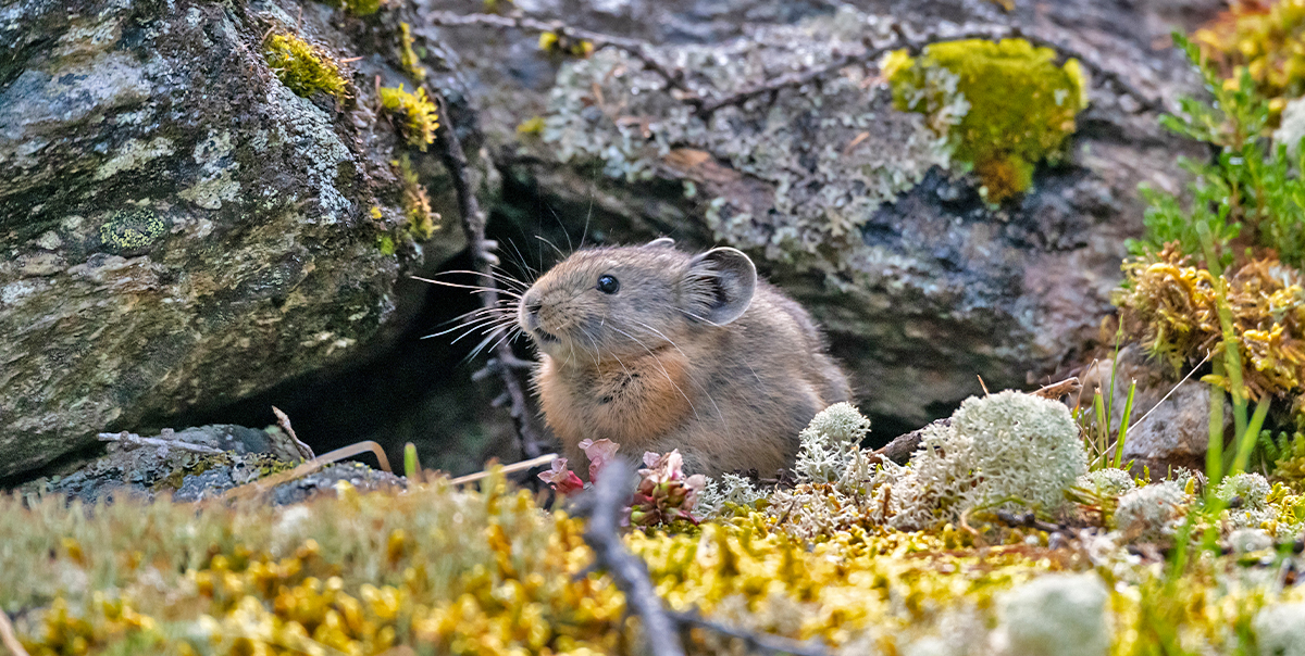 Тур на Шавлинские озёра налегке (с конным сопровождением) (18/128)