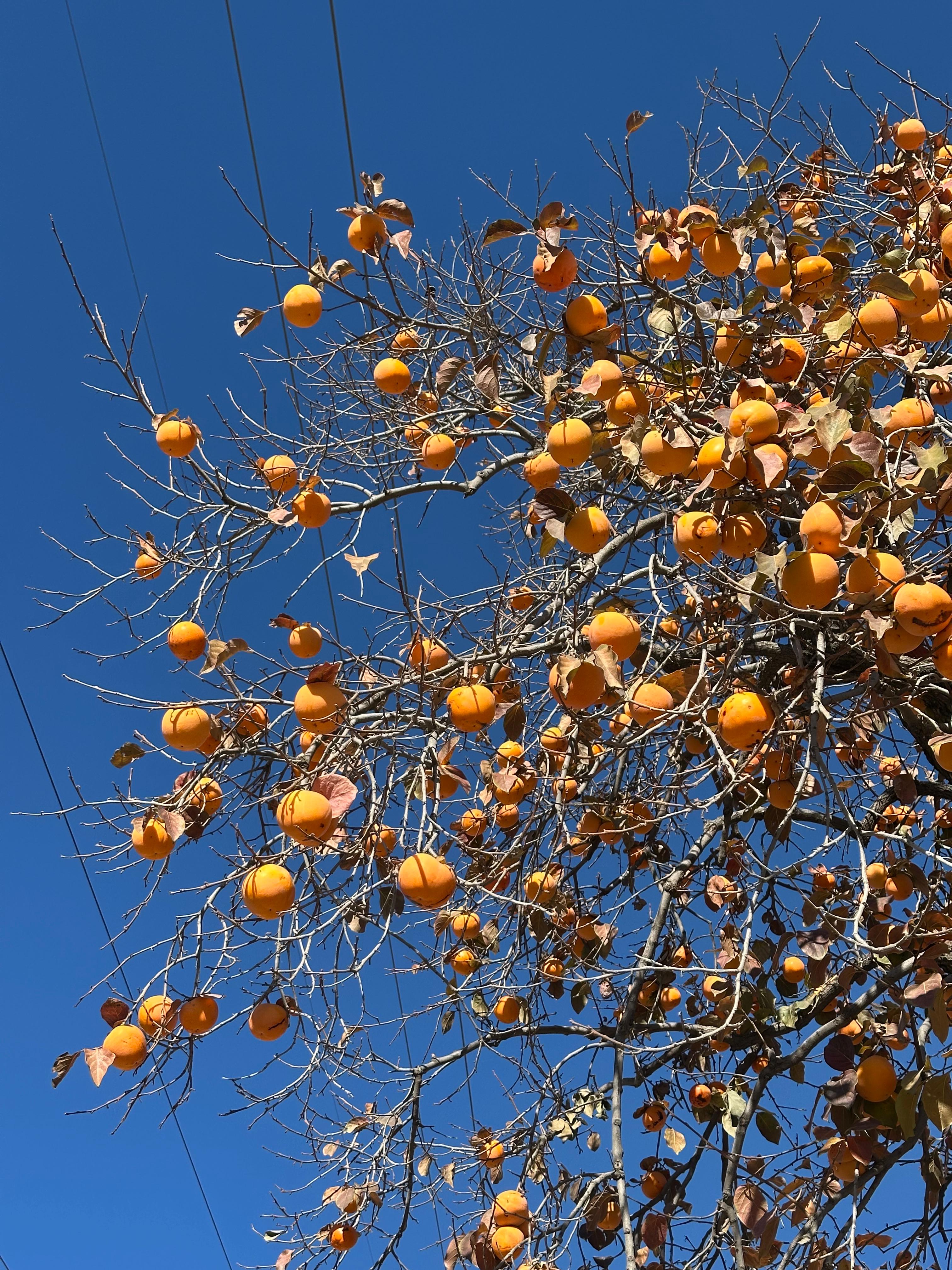 Открывая Дагестан: за три дня к сердцу Кавказа (Все Включено) (98/107)