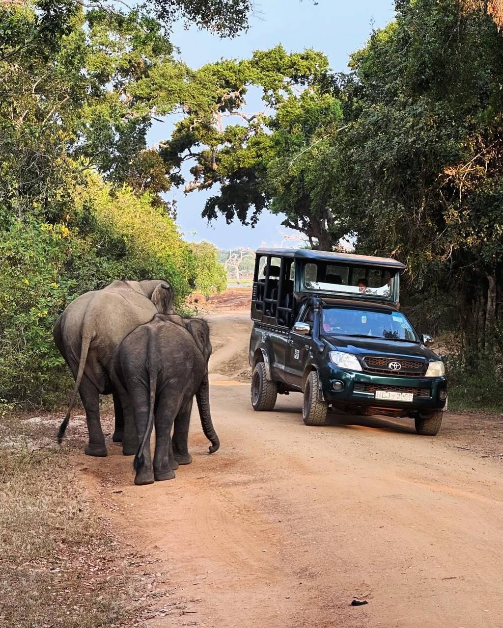 Сафари в национальном парке Яла (4/15)