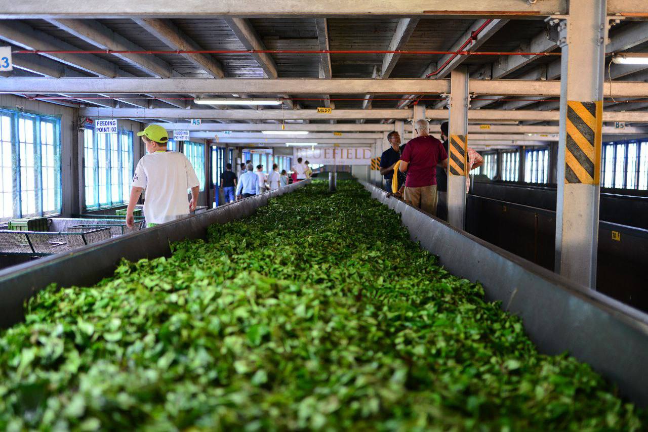 Индивидуальная экскурсия Канди тур (12/16)