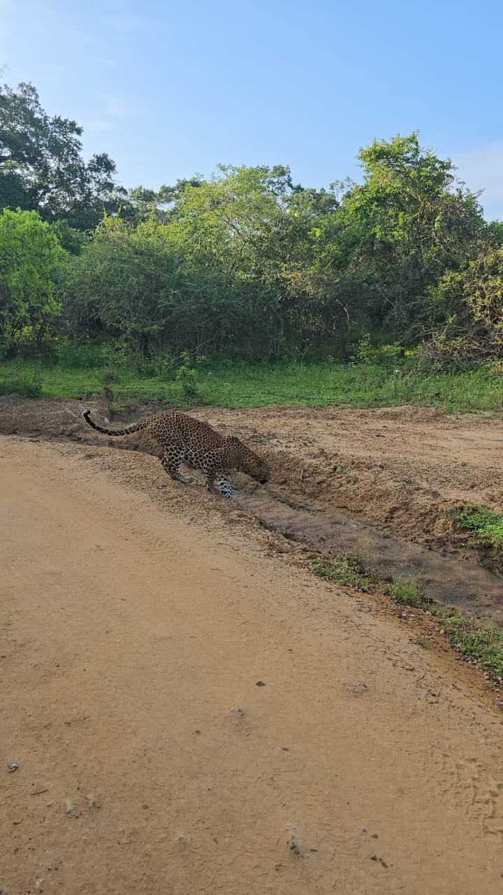 Сафари в национальном парке Яла (2/15)