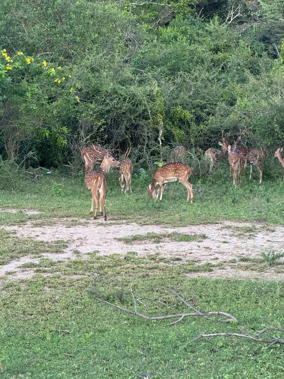 Сафари в национальном парке Яла (11/15)