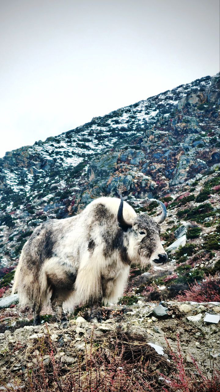 Поход по Непалу: базовый лагерь Эвереста + восхождение на Кала Паттар (4/11)
