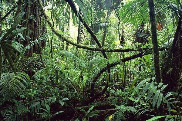 Амазония: Джунгли и Розовые Дельфины