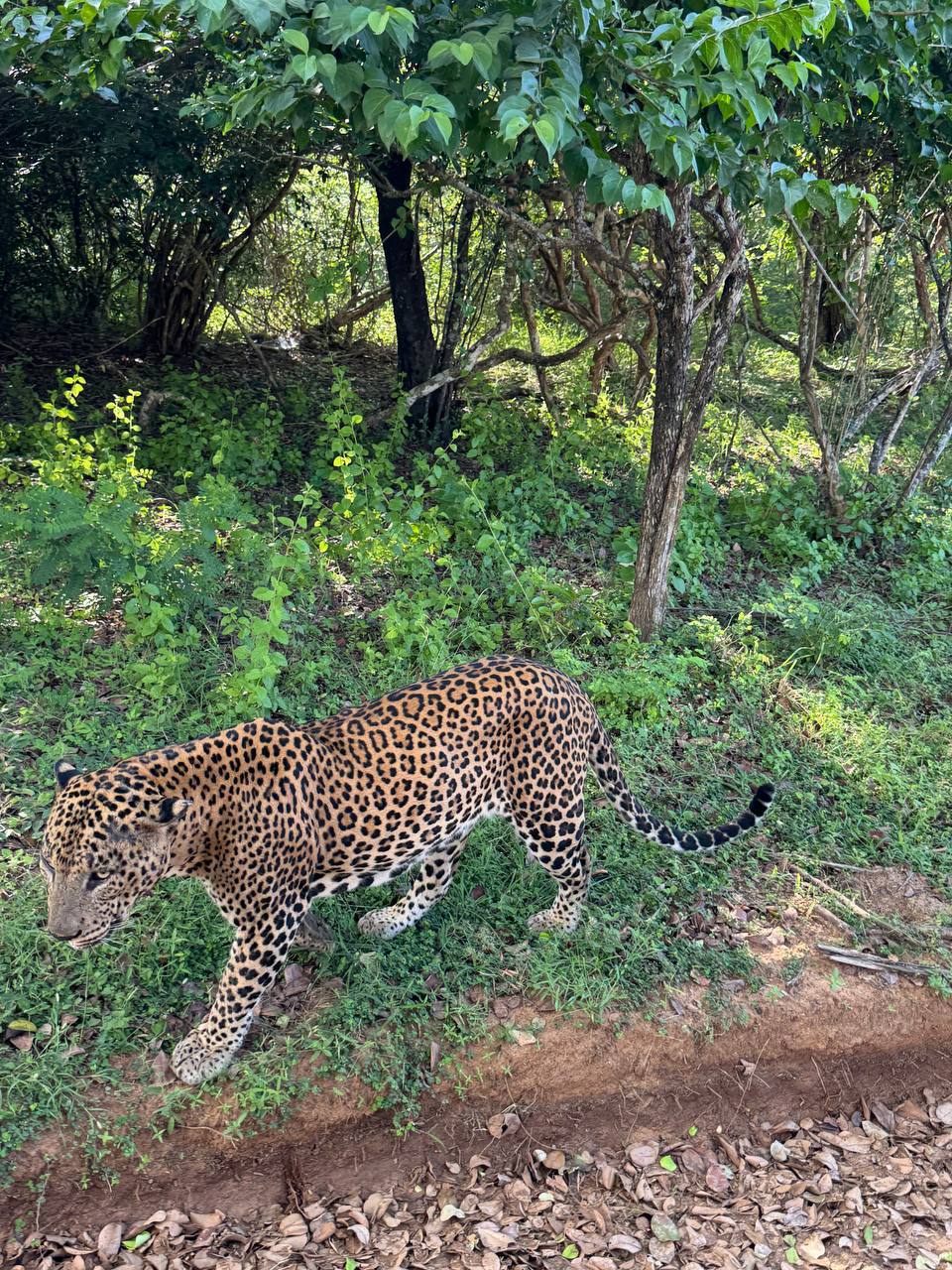 Сафари в национальном парке Яла