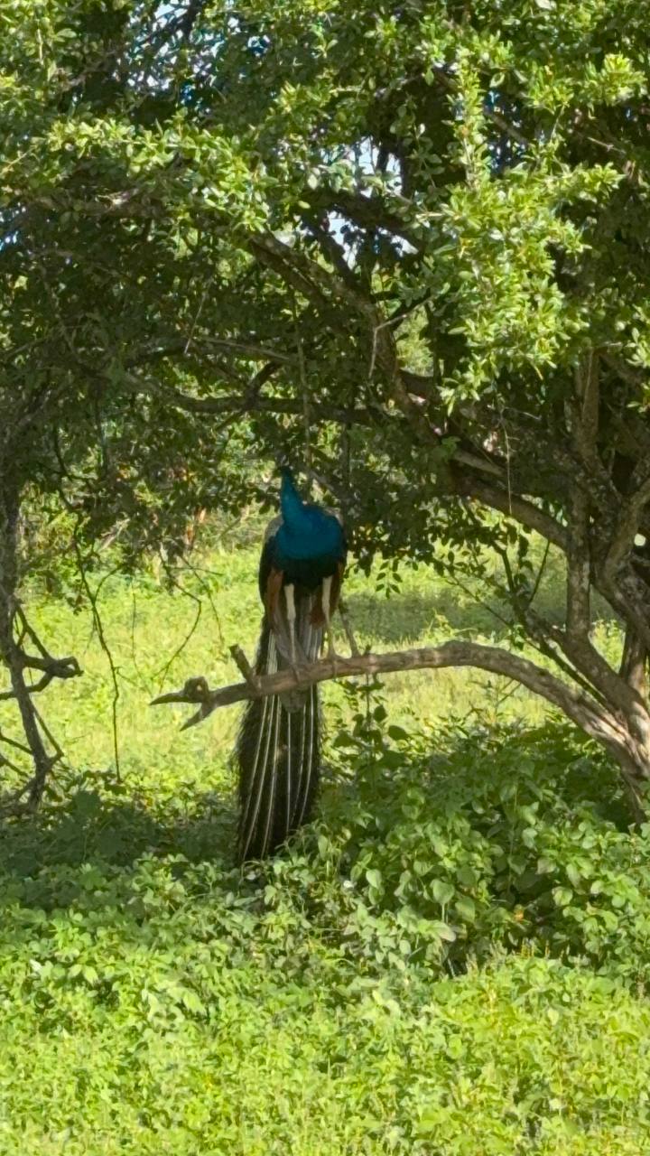 Сафари в национальном парке Яла (10/15)