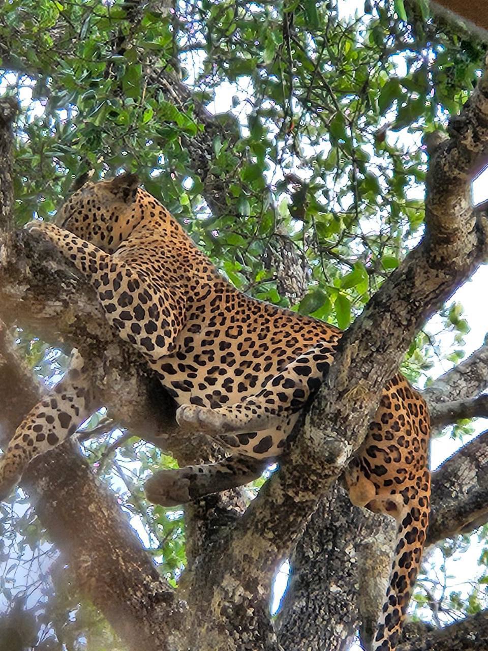 Сафари в национальном парке Яла (5/15)