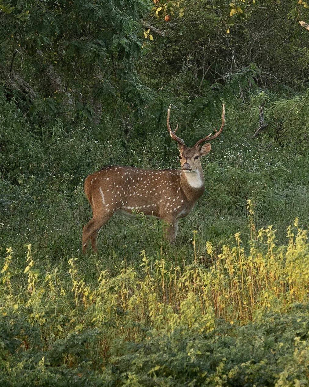 Сафари в национальном парке Яла (6/15)