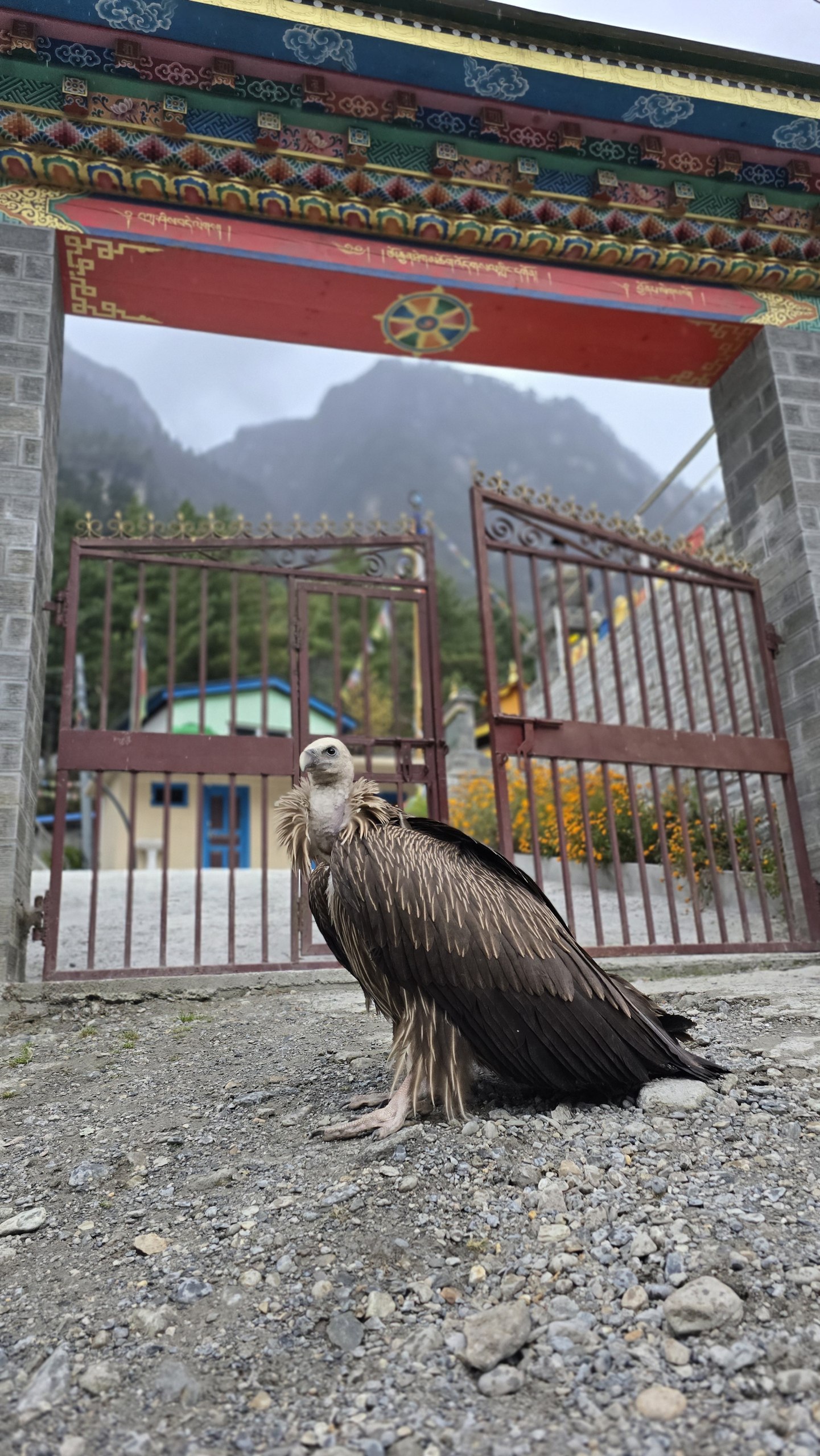 Треккинг по Непалу: Кольцо Аннапурны + горные озёра Тиличо и Гангапурна (48/60)