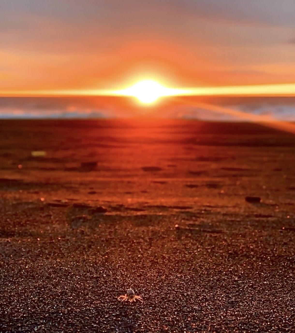 Ты и океан. Экскурсия на Халактырский пляж. (6/16)