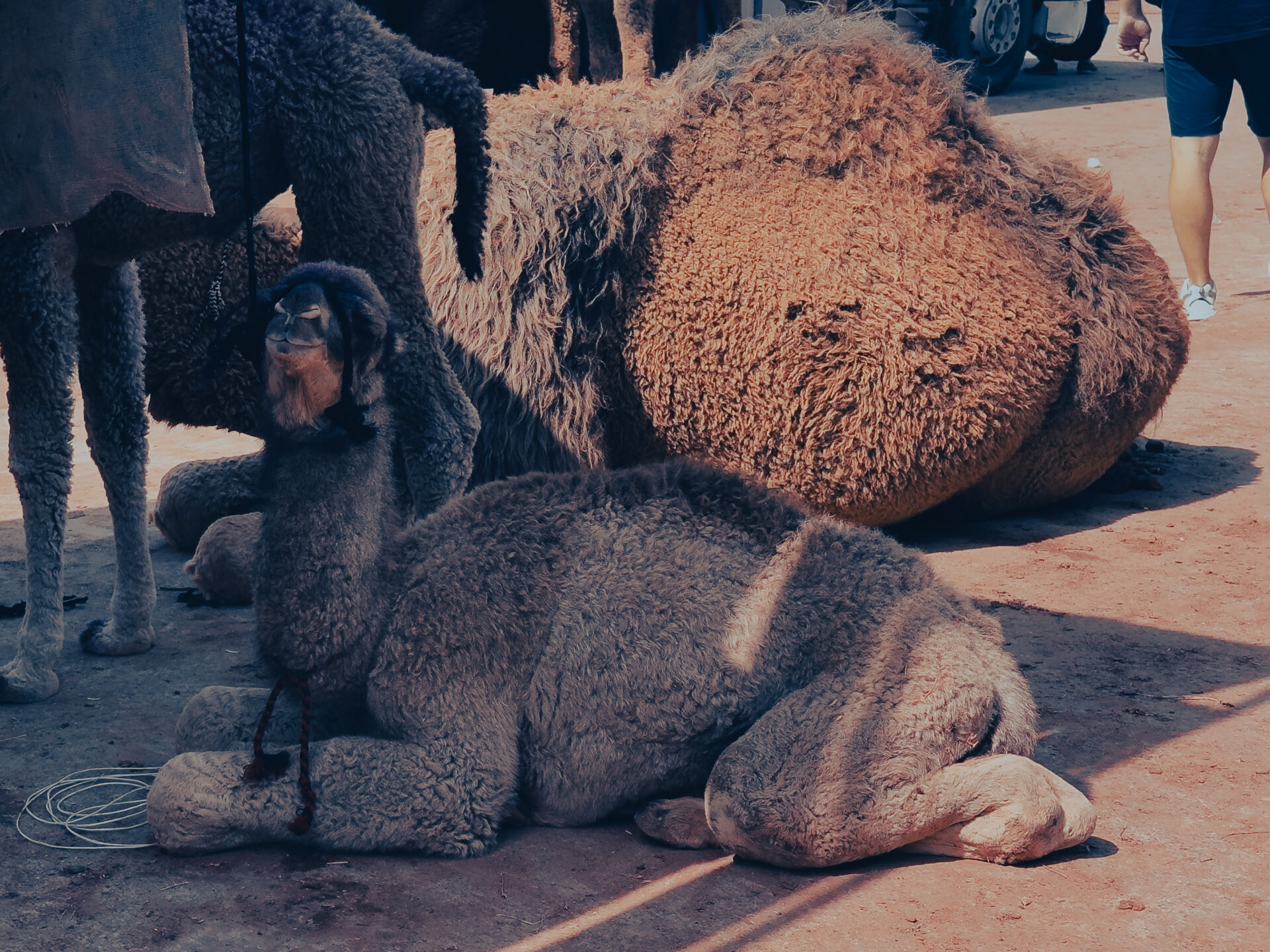 Туркменистан. Экспедиция в прошлое (35/67)