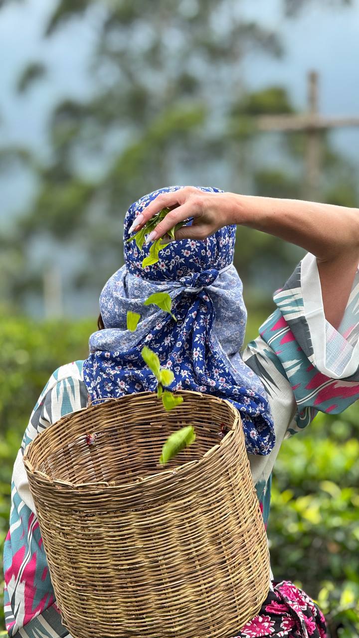 Индивидуальная экскурсия Сигирия за 1 день (9/26)