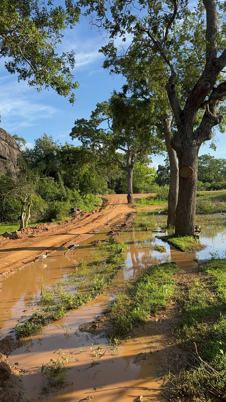 Сафари в национальном парке Яла (13/15)