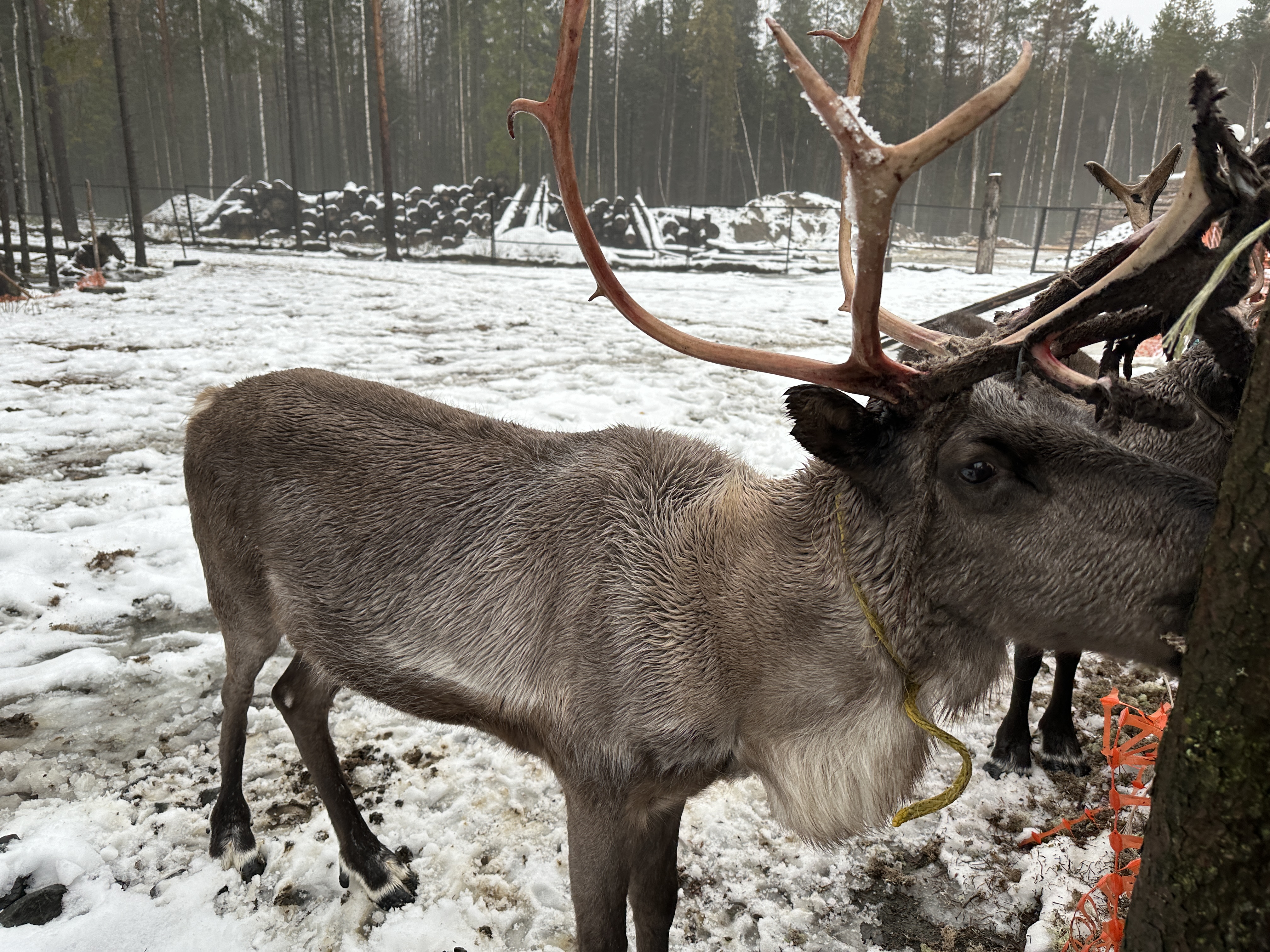 Новогоднее карельское счастье - проживание на берегу Ладоги (3/14)