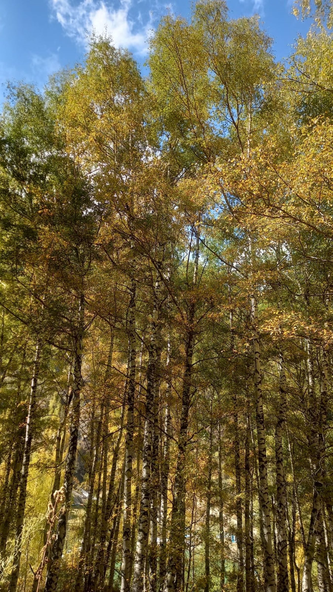 Треккинг: По тропам Каракунгей — к вершине Слониха (7/16)