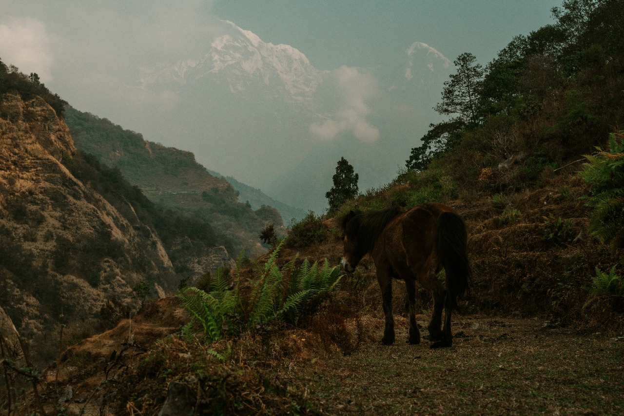 Непал: трекинг в горах, сафари и духовные места (8/45)