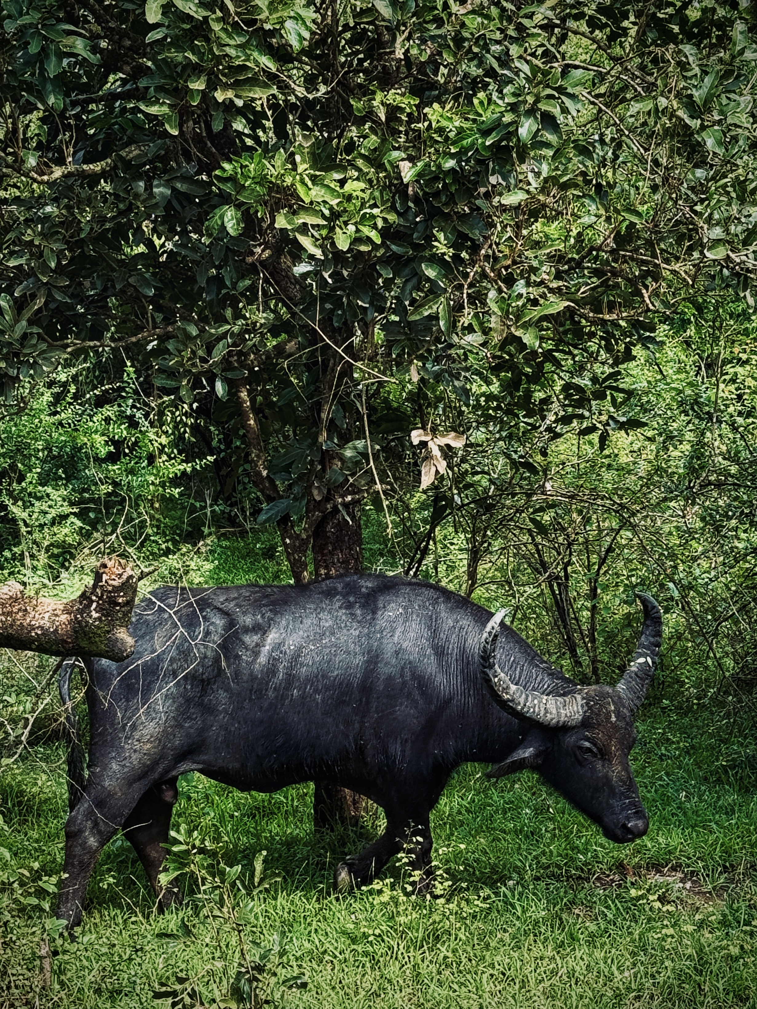 Шри-Ланка: всё самое лучшее за 8 дней + Сафари в Яле (9/40)