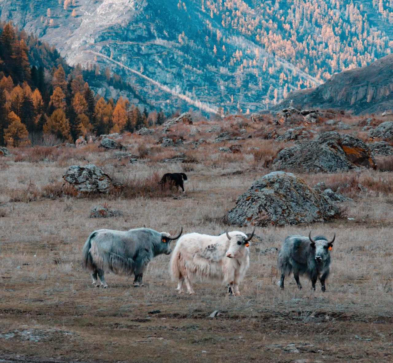 Лучшее на Алтае Зимой, 5 дней (10/15)