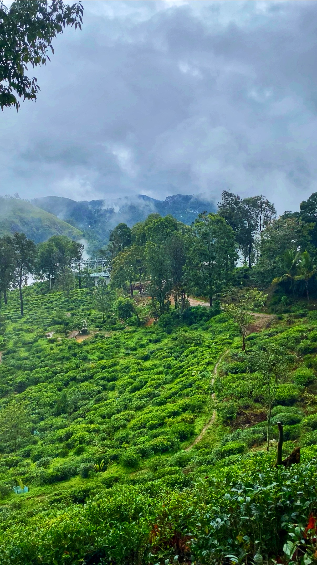 Шри-Ланка: всё самое лучшее за 8 дней + Сафари в Яле (17/40)