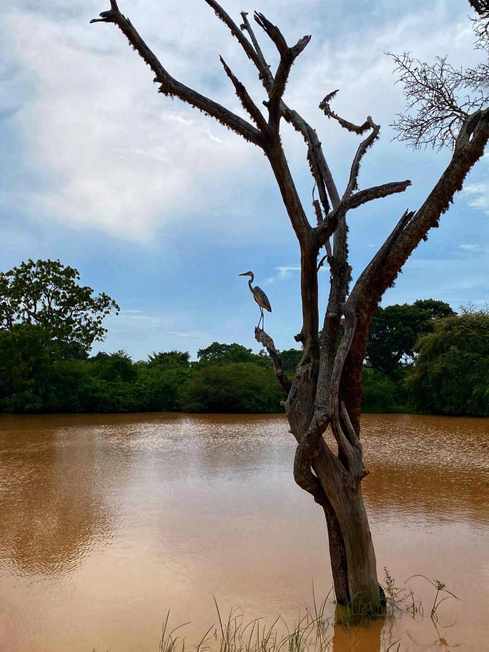 Шри-Ланка: всё самое лучшее за 8 дней + Сафари в Яле (12/40)