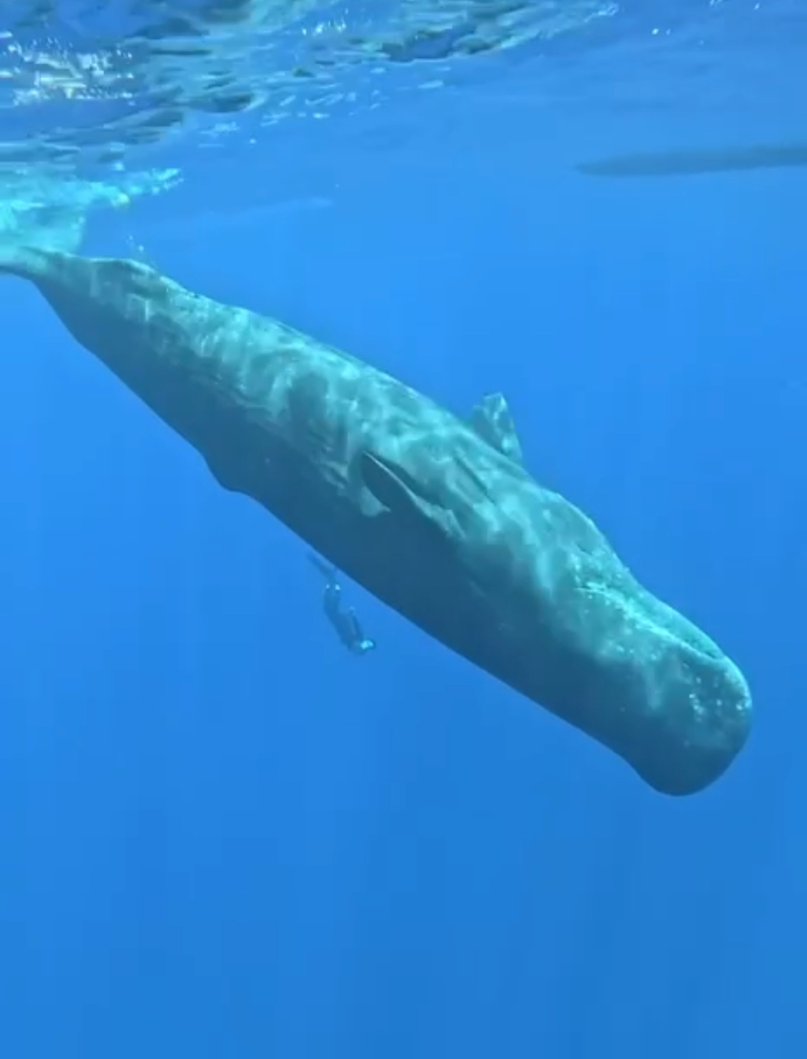 Изысканный Маврикий: Шикарные  отели,4-5  Пилатес,  гастрономия и  море впечатлений!