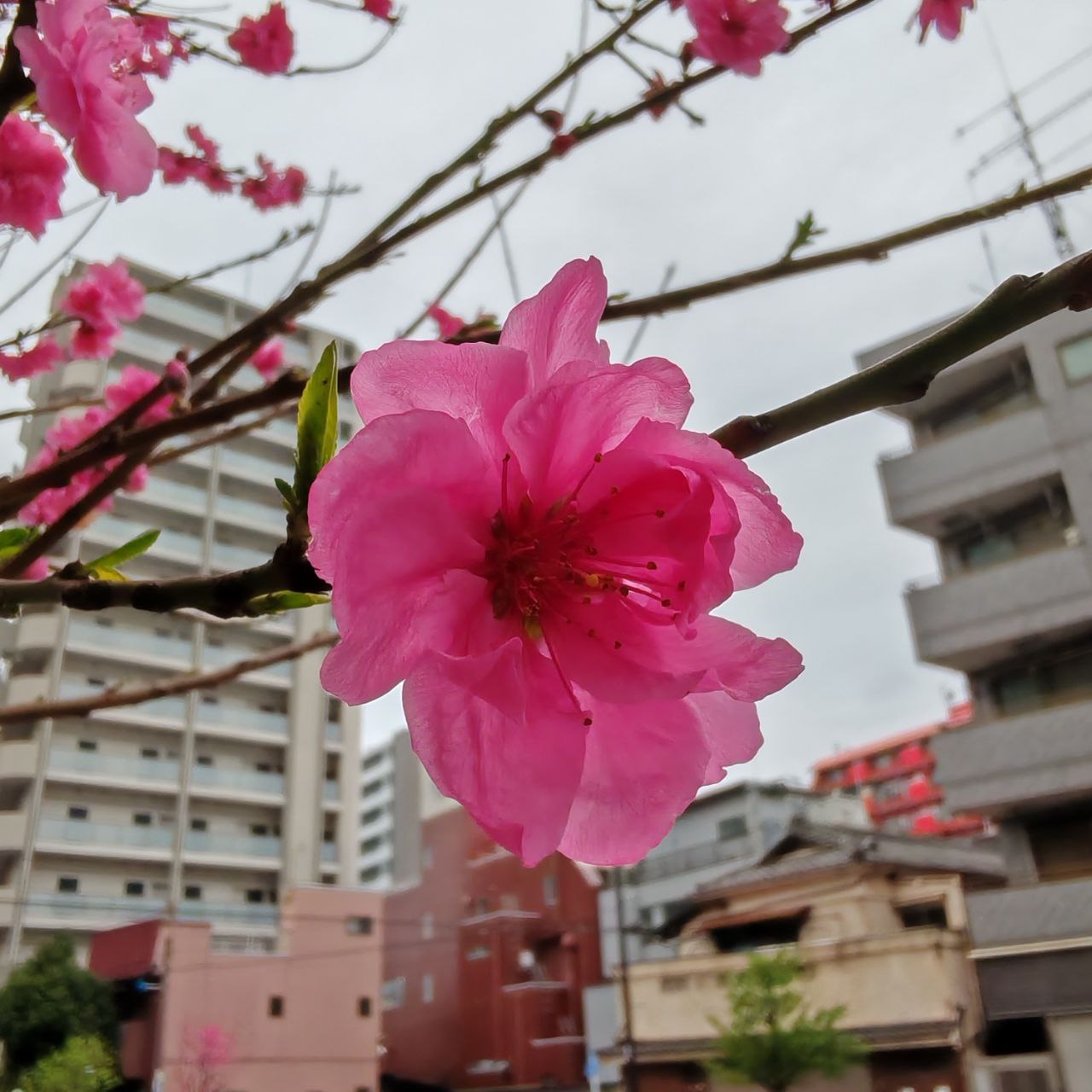 Загадочная япония: страна духов и сказок (2/22)