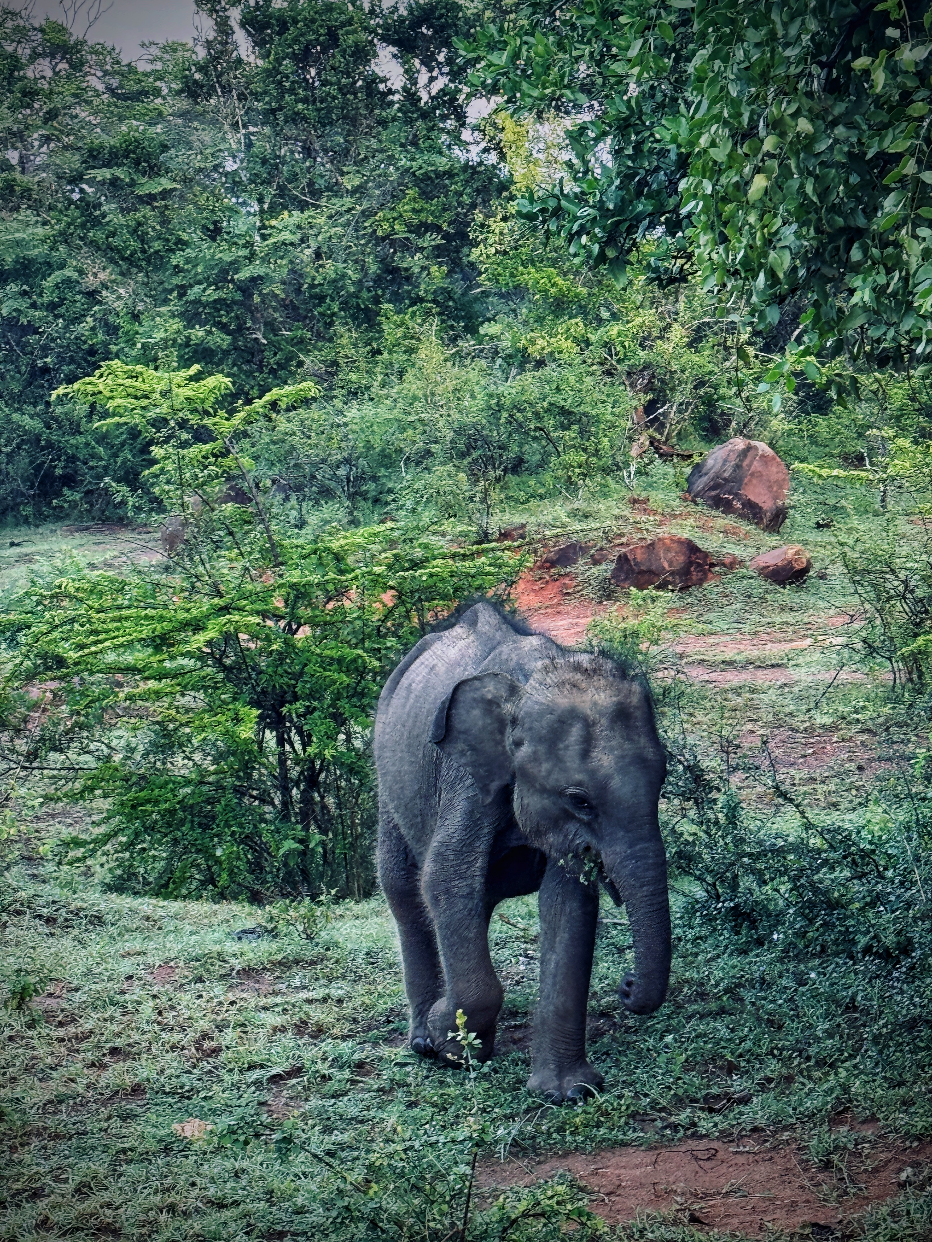Шри-Ланка: всё самое лучшее за 8 дней + Сафари в Яле (11/40)